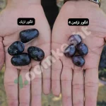 تصویر کوچک