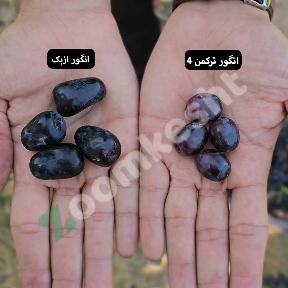تصویر محصول