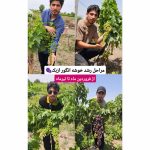 تصویر کوچک